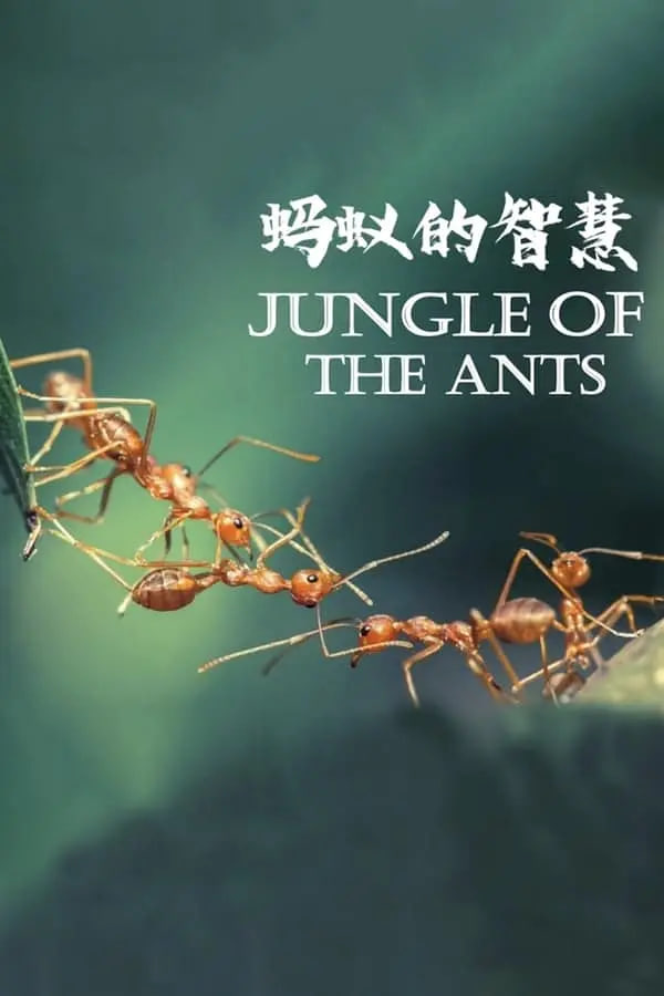 蚂蚁的智慧海报,美剧视频-美剧下载-美剧在线观看-高清美剧-人人影视_筷子视频