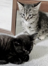 纪录片：萌宠记海报,美剧视频-美剧下载-美剧在线观看-高清美剧-人人影视_筷子视频